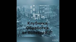 Чем обработать клубнику от болезней ?