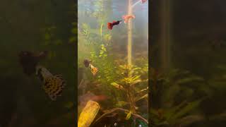 #funny #guppy #behaviour