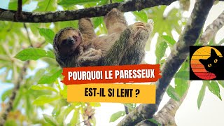 Pourquoi le paresseux est-il si lent ? 🦥🌿