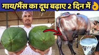 गाय/भैंस का दूध बढ़ाए मात्र 2 दिनों में|Doodh bdhane ka tarika|How to increase cow/buffalo milk.