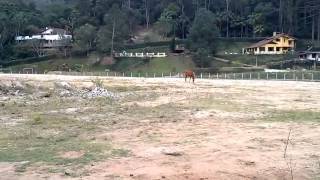 Cavalos soltos na Posse Teresópolis RJ