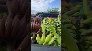 Amazing varieties of bananas at Nature's Box farmlands | Share your thoughts on red banana