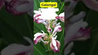 Galangal Health Benefits Herbal Plant #holistic #medicinalplants #herbalmedicine