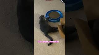 Playful Cats Louis & Willow #love #funny #animals