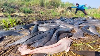 Oh wow Fisherman! Fisherman catch a lots of fish after farmer harvesting rice at field by hand