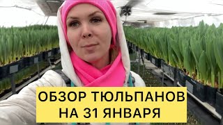 Выгонка тюльпанов к 8 марта🌷 Обзор на 31 января