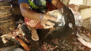 AMAZING ALIVE FISH Cutting Skills in Fish Market | Fastest Fish Slicing By Expert Fish Cutter HD