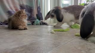 Bunnies Snack With Kittens