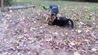 Willow and Sheldon Playing in the Yard