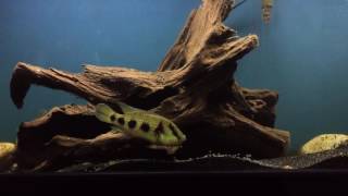 WC Hemichromis Elongatus pair with free swimming fry