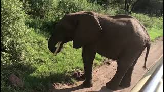 Huge Elephant