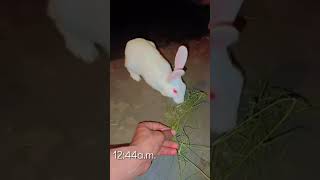 My New Rabbit 🐇❤️ #trending #viral #viralvideo #trendingshorts#ravipaswan @ravipaswan