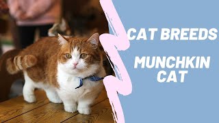 MUNCHKIN - CAT BREEDS