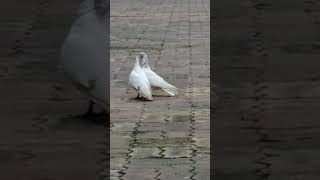 😘 kiss 🕊️🕊️🕊️ #pigeon #answer #poetry #urdupoetry #birds #pigeion #bird #kabutar #lowflyer 🕊️🕊️🕊️🕊️