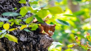 The Secret Life of Squirrels (Squirrel Documentary) | Sincap Belgeseli (Türkçe Altyazılı Belgesel)