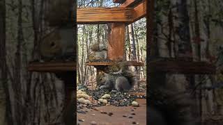 2 Cute gray squirrels | #chipmunks_and_squirrels on #Twitch