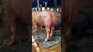 Amazing Bufallo 🐂 Huge Bull 💥 Heavy Bull 😱 #shortvideo#youtubeshorts #viral #trendingshorts #amazing