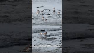 #nature #birds #shorebirds #sandpiper #wildlife #plover #tidepools #lowtide #beach #ocean #bird