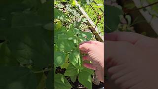 Are You Growing Your Thanksgiving Day Green Beans Like I Am??? || DHBG