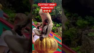 ADORABLE baby monkey!!!🥺🥺🥺 #trending #shorts #cute #cutebaby #cuteanimals #monkey #followme #wow