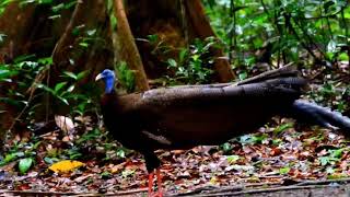 Amazing big/largest birds of the world birds f rainforest wildlife