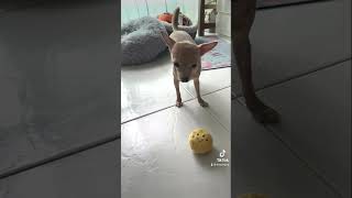 Want to play? #chihuahua #dog #doglife #pet #doglover