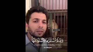 Quran Recitation with lion #surahhud #quran #allahﷻ #ytshorts #viral #islam #islamicstatus #animals