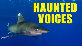 Oceanic White Tip Shark Facts You Didn't Know