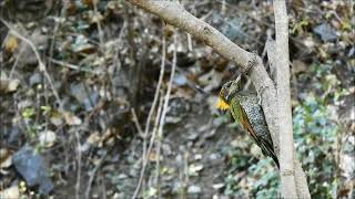 lesser yellow naped woodpecker