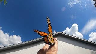 Gopro 240FPS Monarch Launch