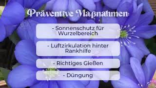 Clematis bekommt braune Blätter? Was kann man gegen Clematiswelke tun?