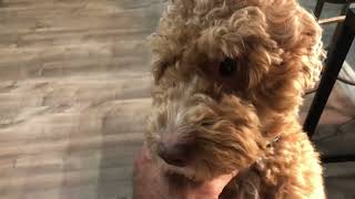 Golden Doodle   Playing Time 123