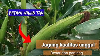 petani wajib tau bibit jagung kualitas unggul #tanamjagung  #budidayajagung #kualitas unggul