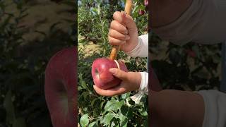 Sweet apple fruit farm #fruit #fresh #appletree #harvest