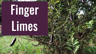 How to Grow Finger Limes