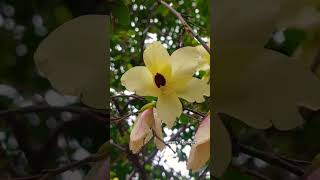 kanchan flowers 😍 #vishnu #flowers #Indian #flowerspecies #shorts #viral #shortvideo