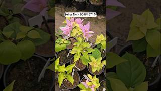 Wholesale Paper Flower Plant Market Kolkata Muchisha Nursery biggest plant Market