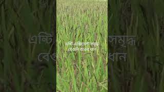 বেগুনি রঙের ধান #ধান #কৃষি #shortsvideo #viralshorts