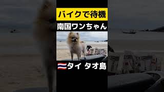 タオ島のワンちゃんはバイクで待機