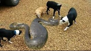 Snake vs Dog Scary Dog vs Snake Fight to Death,Who will win