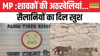 MP News:Panna Tiger Reserve के जंगल में खेलते बाघ के बच्चे, सैलानी ने बनाया शावकों का वीडियो | News