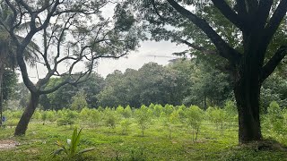 Ksdl sandalwood plantation in the heart of Bangalore City