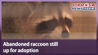 Abandoned raccoon still  up for adoption｜Taiwan News