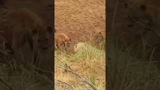 Hyena Surrounds Lion To Avenge Her Kindness #animals #wildanimals #shorts #lion #hyena