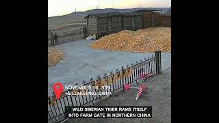 Wild Siberian tiger rams itself into farm gate in northern China