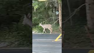 Deers morning walk 🦌🦌🦌🦌 #deers #usa #ytshorts #morningwalk #@ramyasworld8259