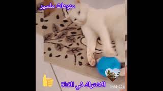 قطي و الكرة mon chat et ballon