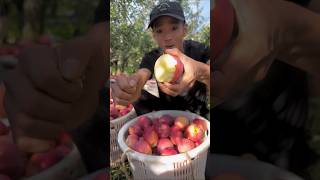 Harvest apple fruit in beautiful farming #fruit #fresh #fruitharvest #applefruit