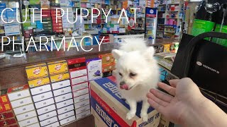 Chiwawa puppies of a Lady boss of Korean Pharmacy shop at Gwangjang Market!!