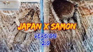 Black Samon Vs Brown Japan Spider- Rematch🇵🇭🕷️ 🇯🇵